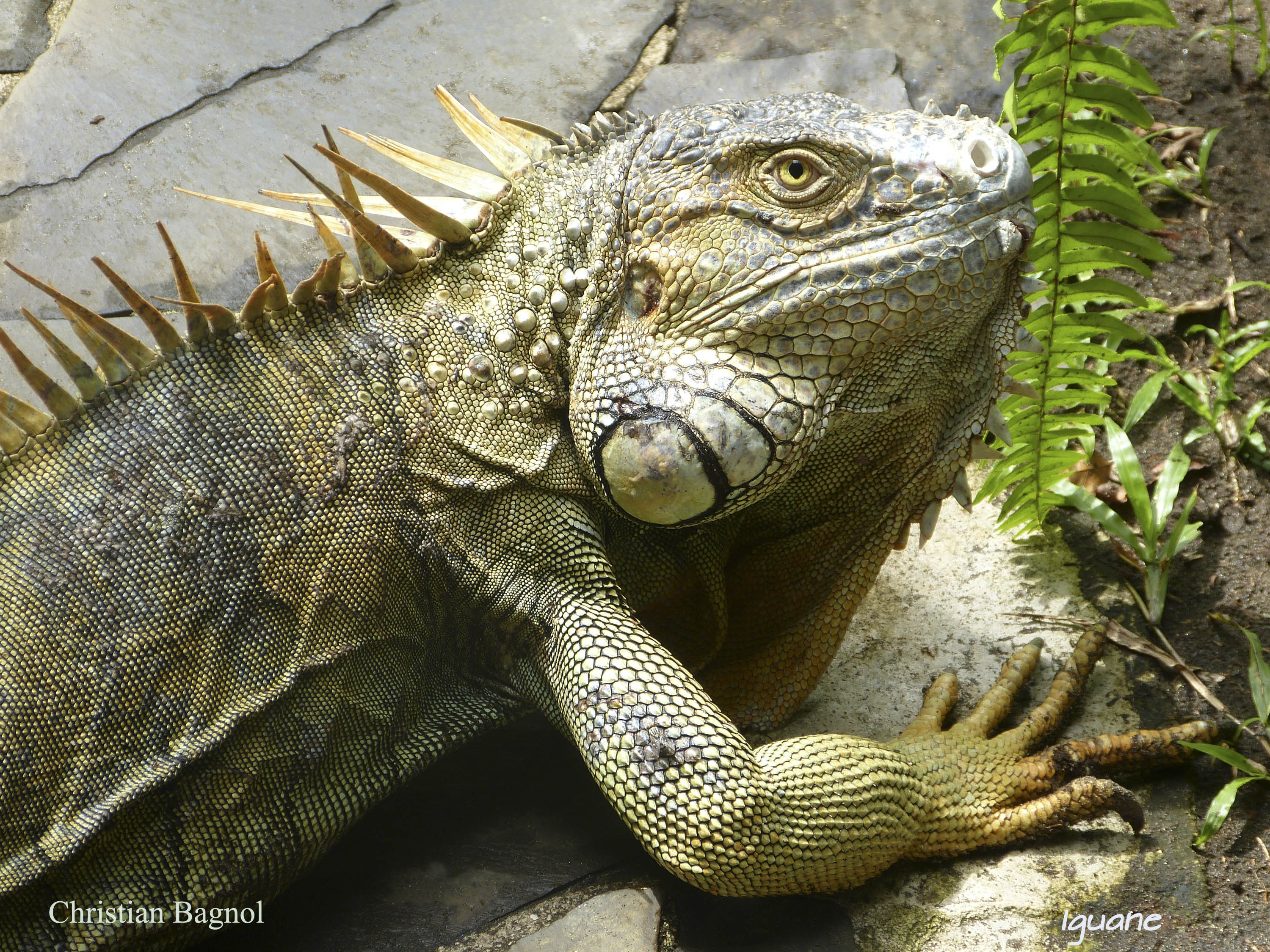 Iguane